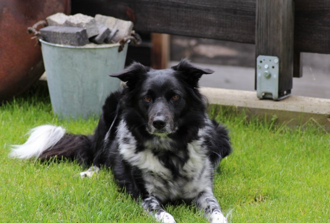 Urlaub mit Hund im S´Mauthäusl Luftenstein